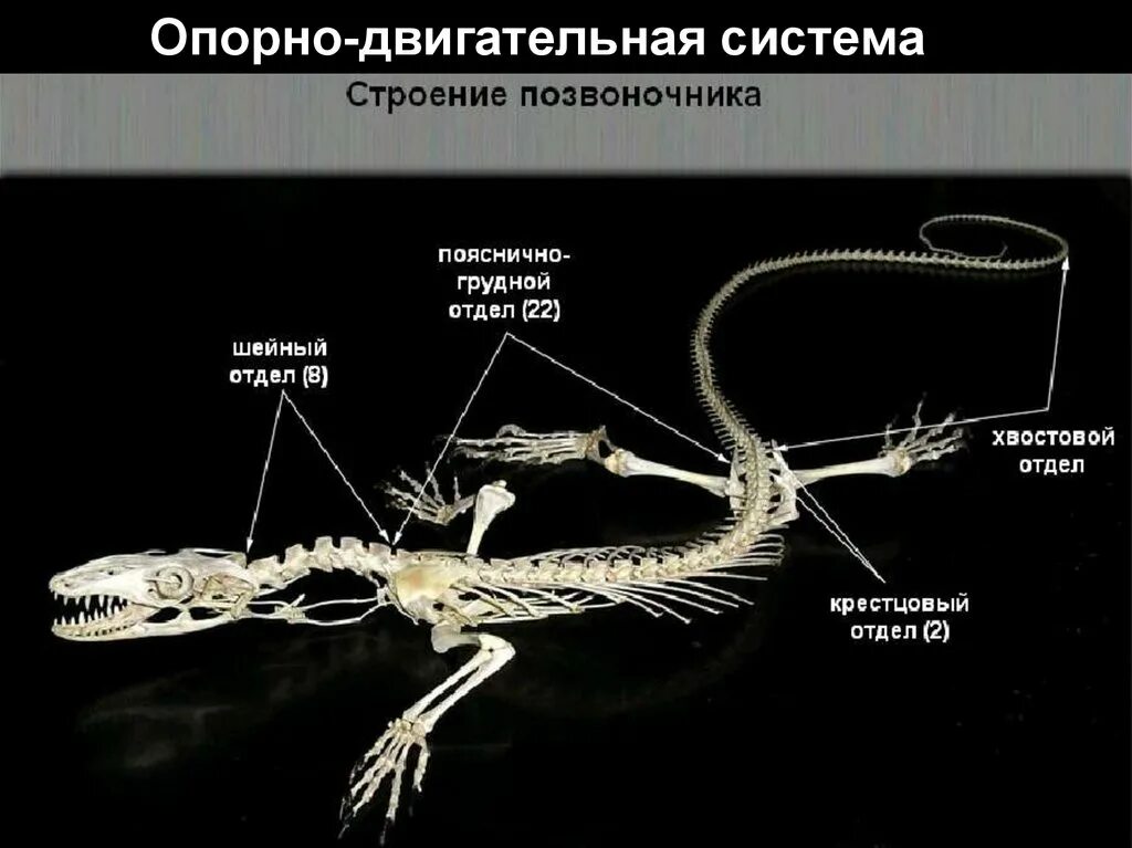 Строение скелета отделы пресмыкающихся. Опорно двигательная система рептилий 7 класс. Внутреннее строение рептилии опорно двигательная система. Скелет пресмыкающихся. Пресмыкающиеся строение.