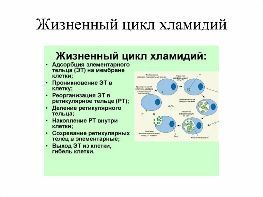 Жизненный цикл хламидий схема. Стадии жизненного цикла хламидии. Схема жизненного цикла хламидии. Этапы цикла развития хламидии.