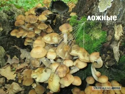 Как распознать опята