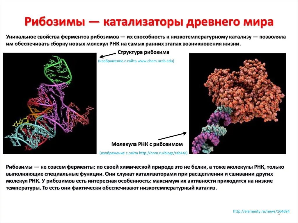 Свойства катализаторов ферментов. Ферментативная активность РНК. Рибозимы лигазы. Рибозимы РНК. Каталитическая активность РНК.