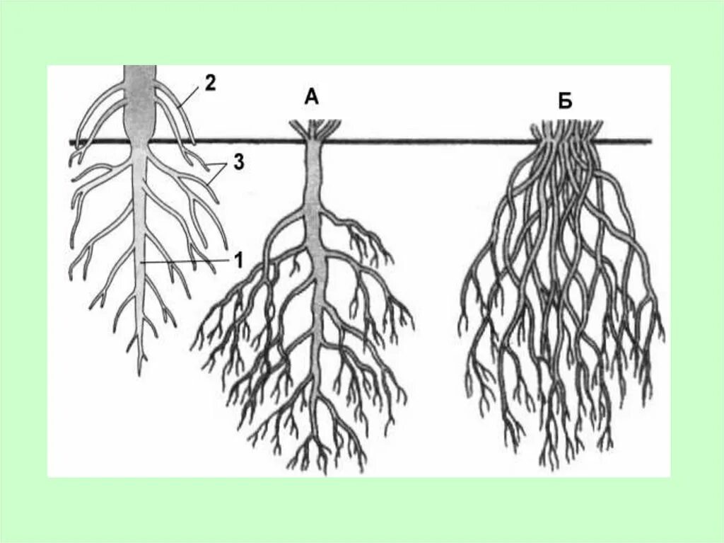 Сотворить корень. Схема стержневой и мочковатой корневых систем. Стержневая и мочковатая корневая система. Типы корневых систем стержневая и мочковатая.