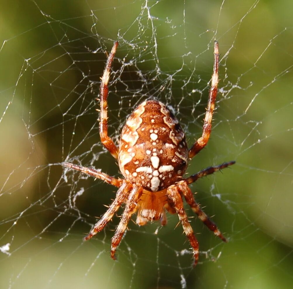 Крестовики опасен ли для человека. Паук крестовик. Araneus diadematus паук крестовик. Обыкновенный крестовик - Araneus diadematus. Паук с крестом.