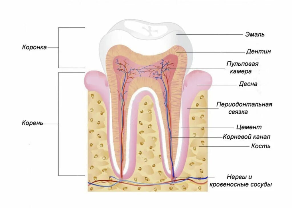 Строение пульпы зуба и периодонта. Строение дентина и пульпы зуба. Анатомия строение зуба периодонт. Строение зуба кариес пульпит. Как уменьшить боль в зубе