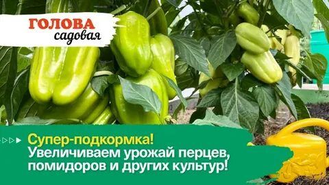 Какое удобрение увеличивает урожайность