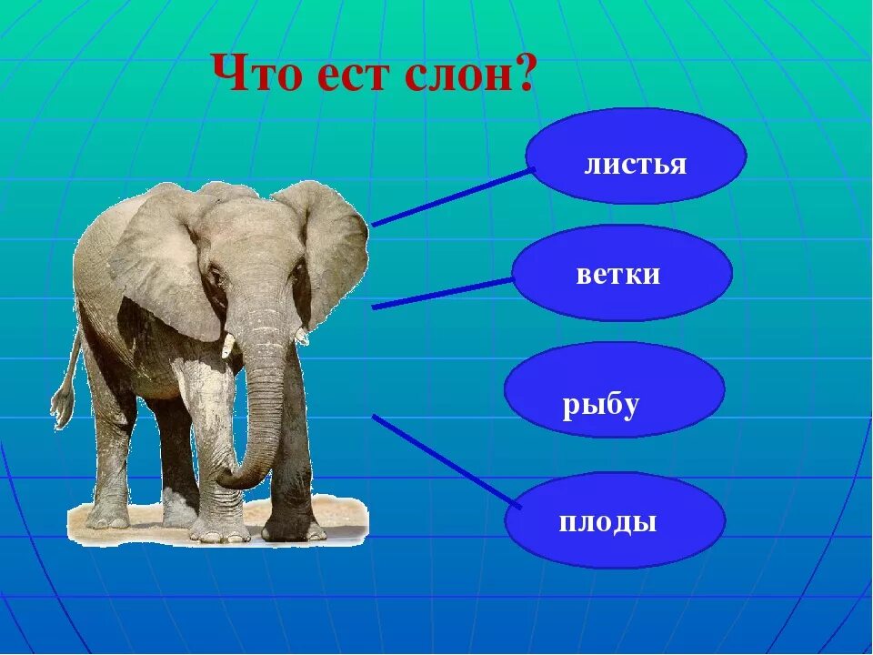 Строение слона. Слон питается. Строение слона для детей. Части тела слона.