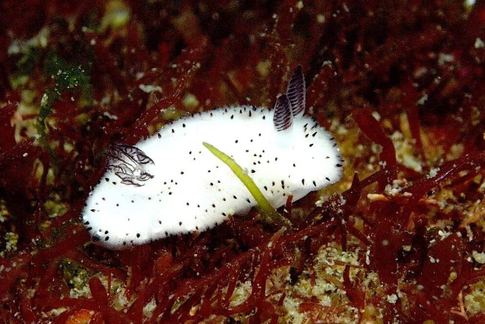 Морской кролик домашний. Морской СЛИЗНЯК Jorunna Parva. Морской кролик, Jorunna Parva.. Jorunna Funebris. Голожаберный моллюск Jorunna Parva.