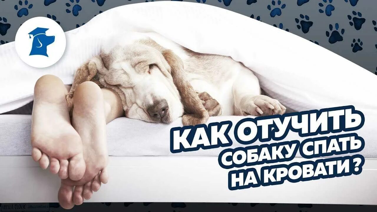 Собака просится на кровать. Как отучить собаку спать на кровати. Как отучить щенка спать на кровати. Как приучить щенка спать