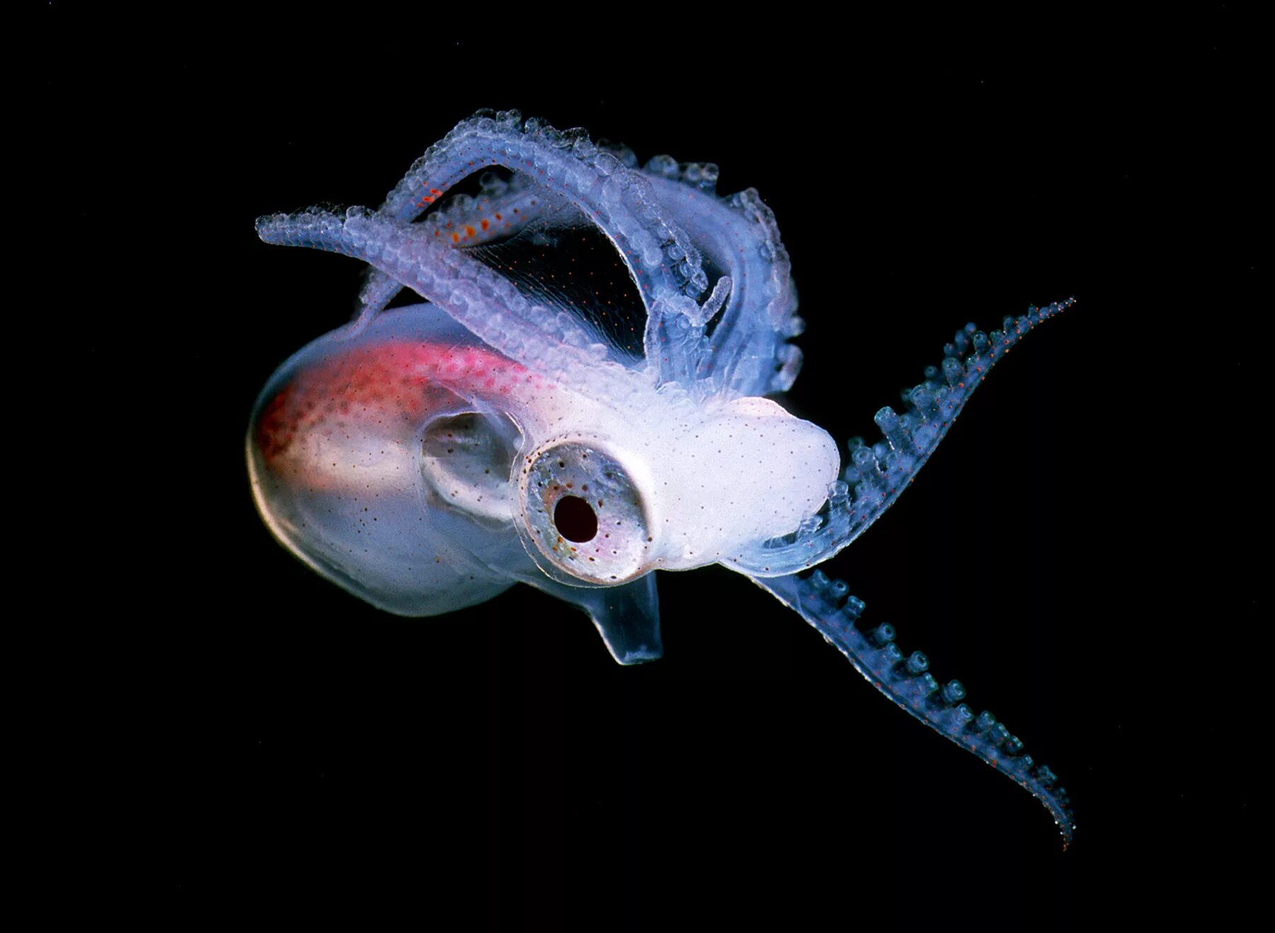 Головоногие моллюски кальмар. Tremoctopus violaceus. Тремоктопус осьминог. Головоногие моллюски Аргонавт. Известно что обыкновенный кальмар десятиногий головоногий моллюск