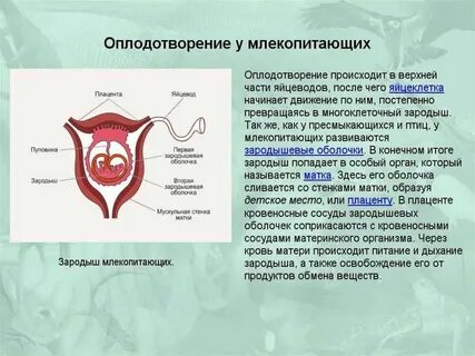 Класс млекопитающие развитие зародыша