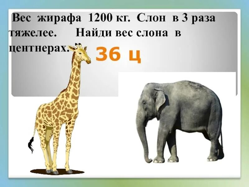 Слон сколько кг. Сколько весит слон. Вес слона. Вес жирафа. Масса взрослого слона.