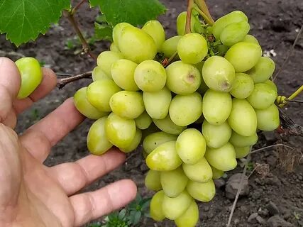 Виноград мускат медовый описание сорта фото отзывы
