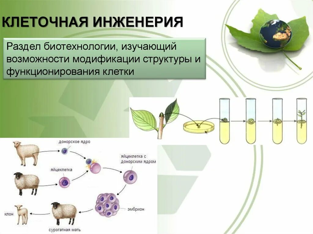 Клеточная инженерия это в биологии 9 класс. Клеточнаяная инженерия. Клеточная инженерия в биотехнологии. Метод клеточной инженерии.