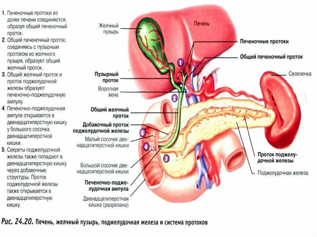 Орган имеет протоки открывающиеся в двенадцатиперстную кишку. Ампула протока поджелудочной железы. Печеночно-поджелудочная ампула открывается:. Печеночно поджелудочная ампула со сфинктером. Печеночно поджелудочная ампула расположение.