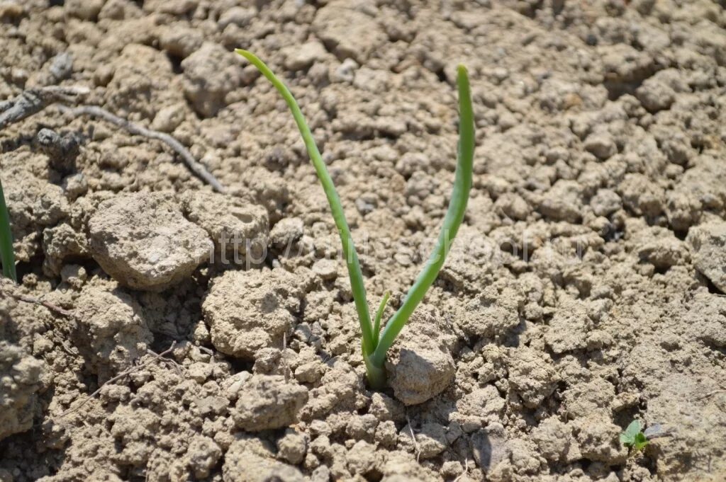 Можно ли сегодня сажать лук. Когда на Кубани садить лук. Когда сажать лук севок весной в открытый грунт. Как садить лук семенами халцедон видео.