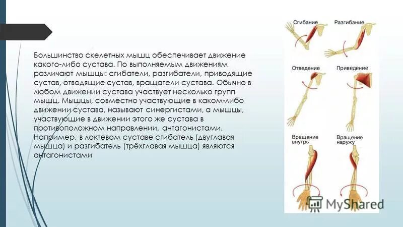 Какие белки обеспечивают движение мышц