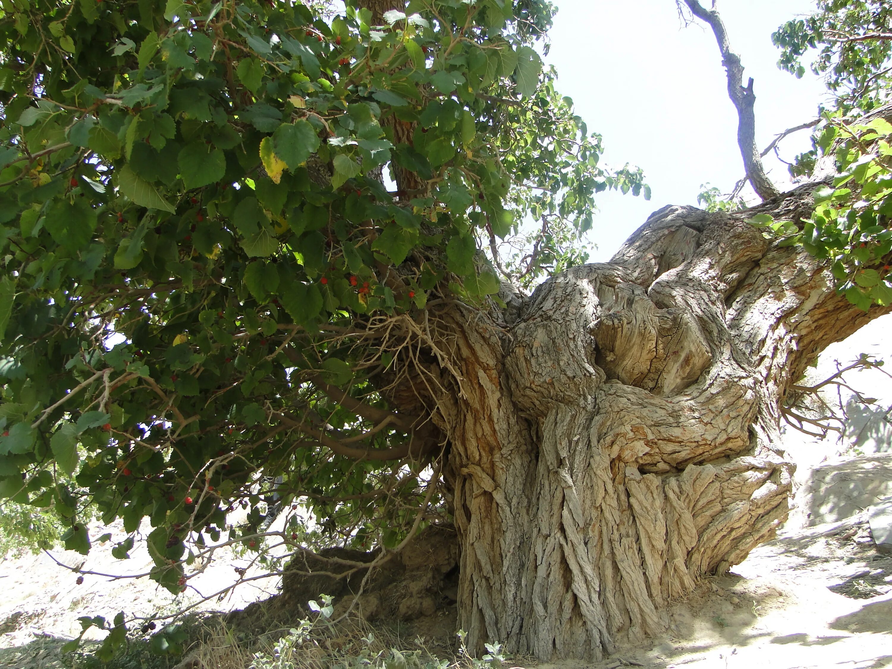 Деревья армян. Тутовое дерево в Армении. Тутовое дерево Азербайджан. Древнее-тутовое-дерево.