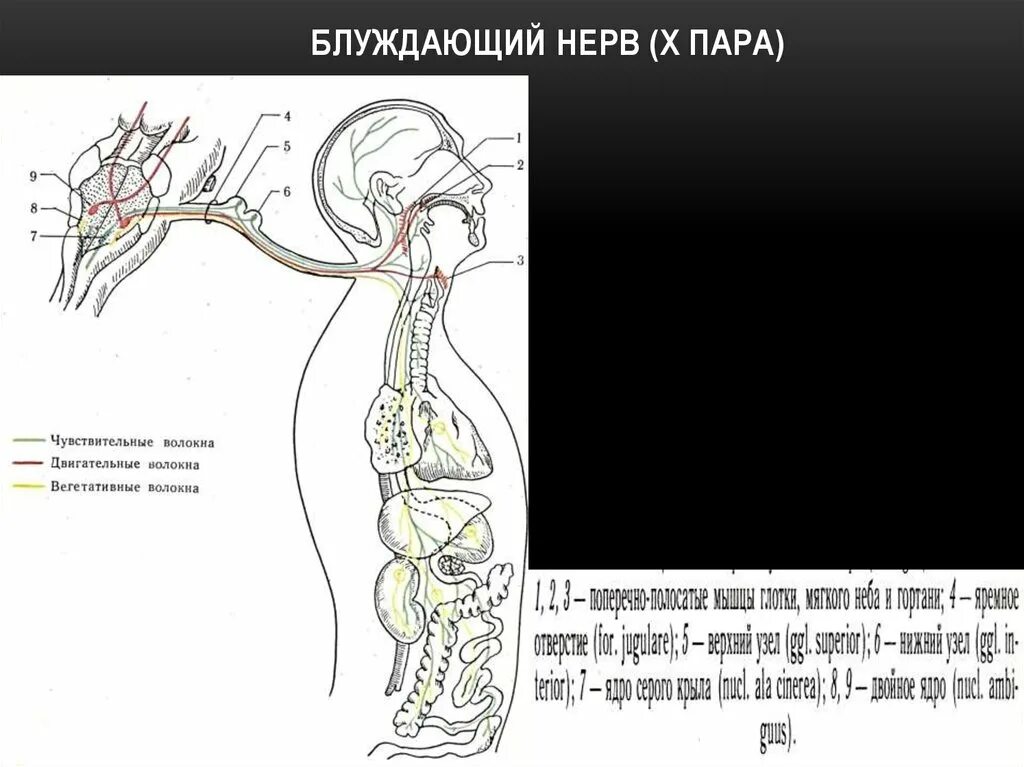 Блуждающий нерв расположен. Блуждающий нерв nervus Vagus. Блуждающий нерв парасимпатическая иннервация. 10 Блуждающий нерв анатомия. 10 Пара блуждающий нерв схема.