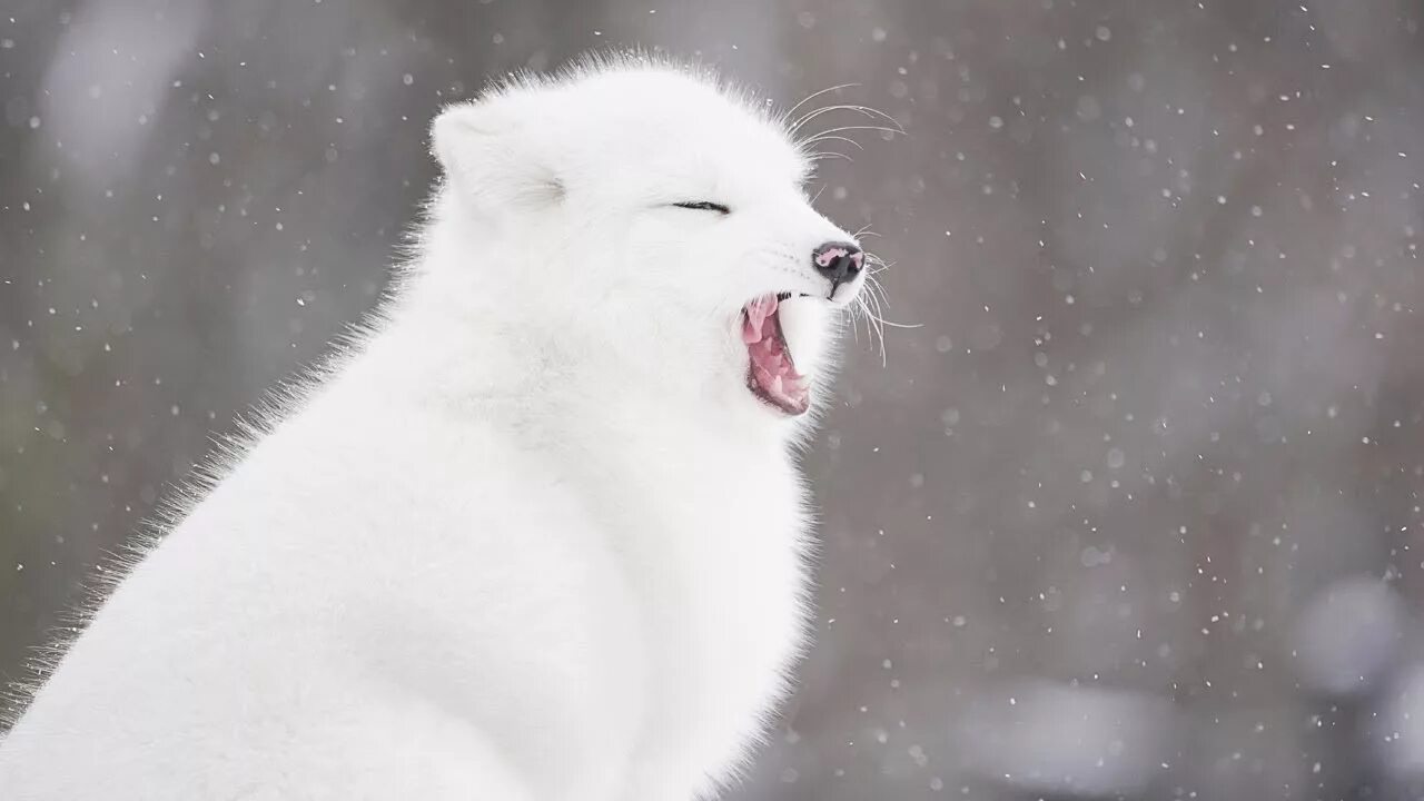 Артик фокс