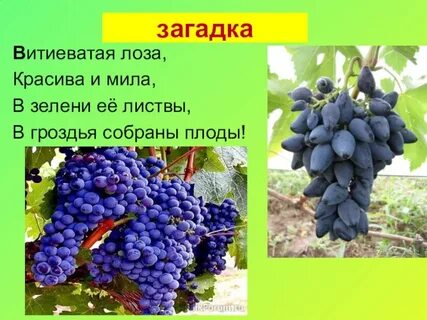 Растения старого света