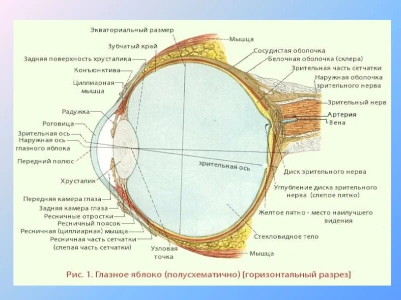Желтое пятно. Сетчатая оболочка глазного яблока строение. Схема глазного яблока гистология. Строение глазного яблока анатомия латынь. Общий план строения глазного яблока гистология.