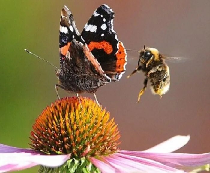 Цветет ива вокруг нее летают шмели порхают. Бабочка пчела. Бабочки и пчелы на цветах. Бабочки над цветами. Пчелы и бабочки на лугу.