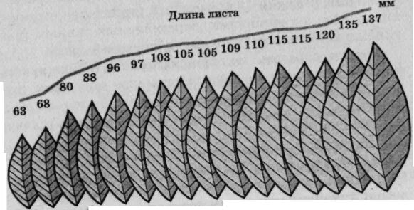 Вариационный ряд листьев. Вариационный ряд лаврового листа. Вариационный ряд и кривая. Вариационный ряд листьев лавровишни.