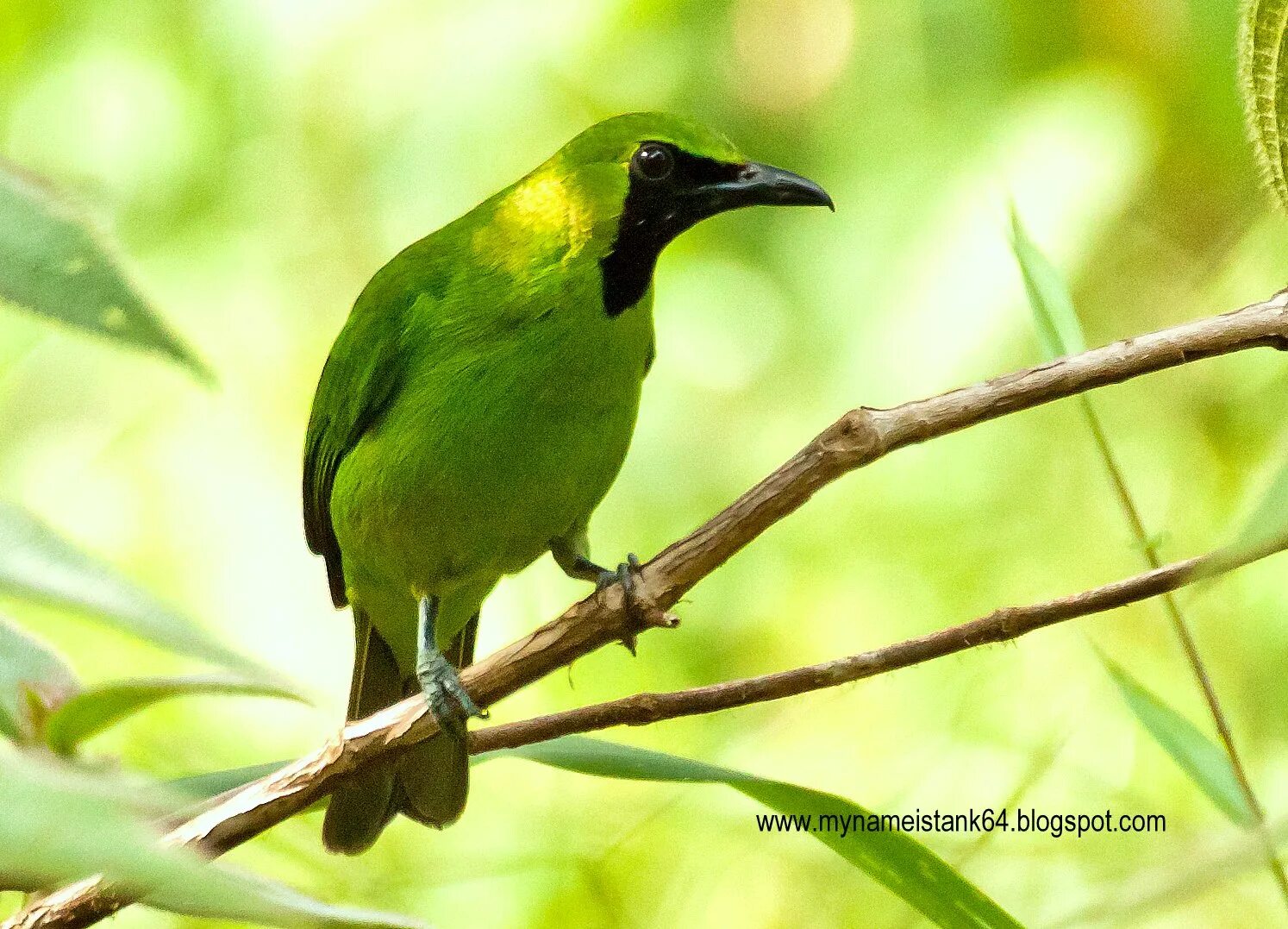 Черно зеленая птичка. Зелёный САИ птица танагровых. Птица зелёного цвета. Птица желто зеленого цвета. Птица с зеленой грудкой.