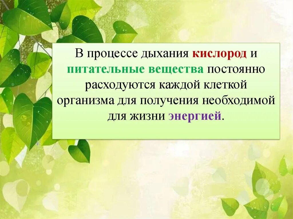 Биологический смысл процесса дыхания. Для чего клеткам живых организмов необходим процесс дыхания. Можно ли жить и не дышать. Зачем мы дышим биология.