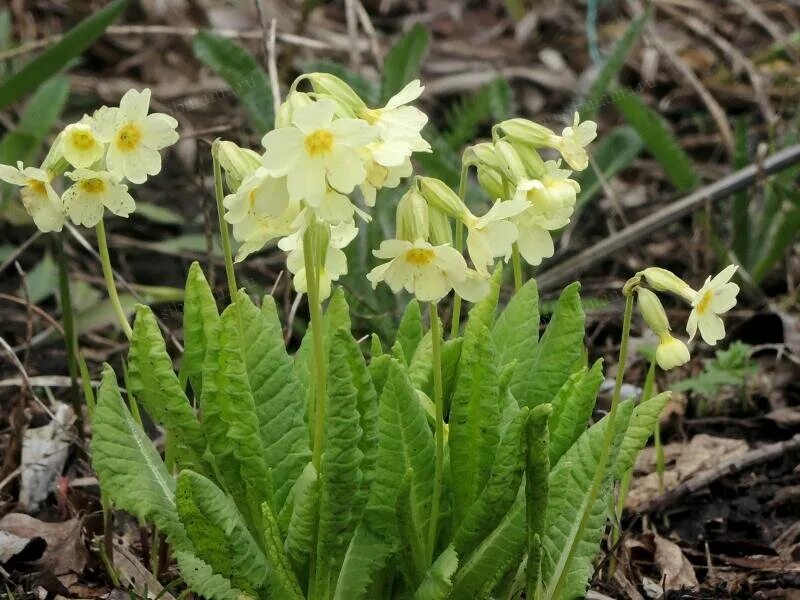 Первоцвет ключики. Примула Весенняя Коронейшн Коуслипс (Primula veris Coronation Cowslips). Примула Весенняя ф.красная veris Red. Primula sieboldii. Примула ключики весны.