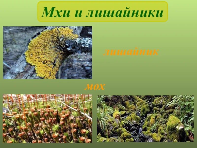 Накипные мхи. Кустистые лишайники представители. Мохово-лишайниковый покров. Кустистые лишайники названия. Примеры растений мхи и лишайники отметить наличие.