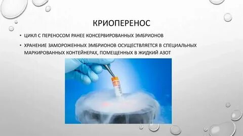 Перенос в криопротоколе в естественном цикле