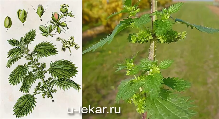 Как выглядит семя у крапивы жгучей Крапива двудомная чем она полезна YouTube