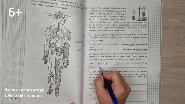 Строение человека 4 класс впр окружающий. Строение человека 4 класс впр окружающий