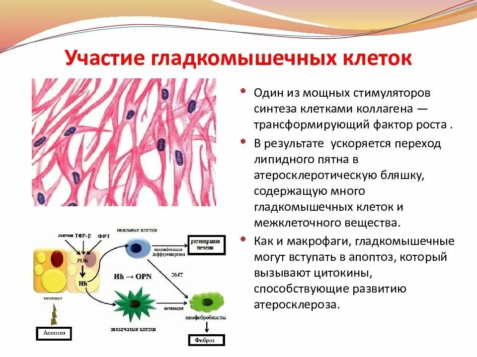 Секретирует затвердевающее очень прочное вещество клетка