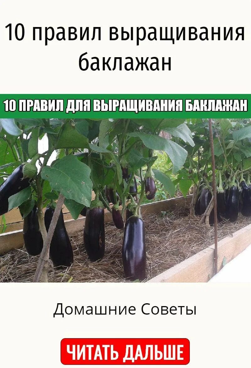 Баклажан или баклажанов как правильно. Формировка баклажанов. формировка баклажанов в теплице. формировка баклажанов в теплице схема. формирование перцев и баклажанов.