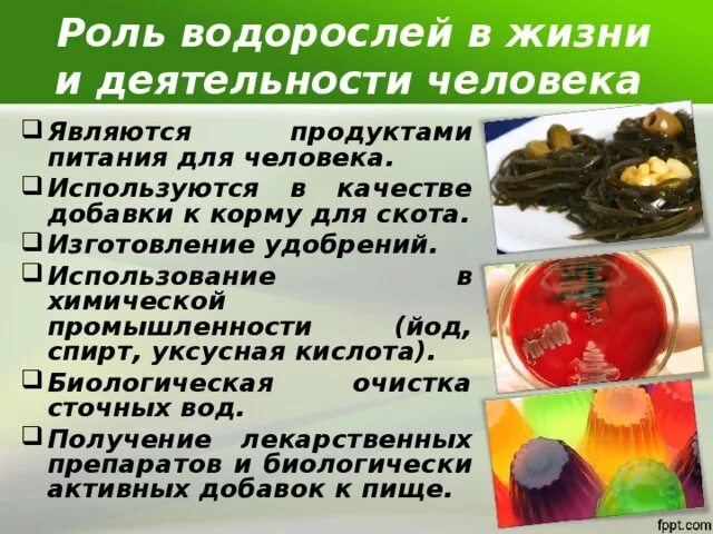 Какое значение ламинарии в жизни человека. Использование водорослей. Роль водорослей в промышленности. Сообщение о применении водорослей. Роль водорослей в нашей жизни.