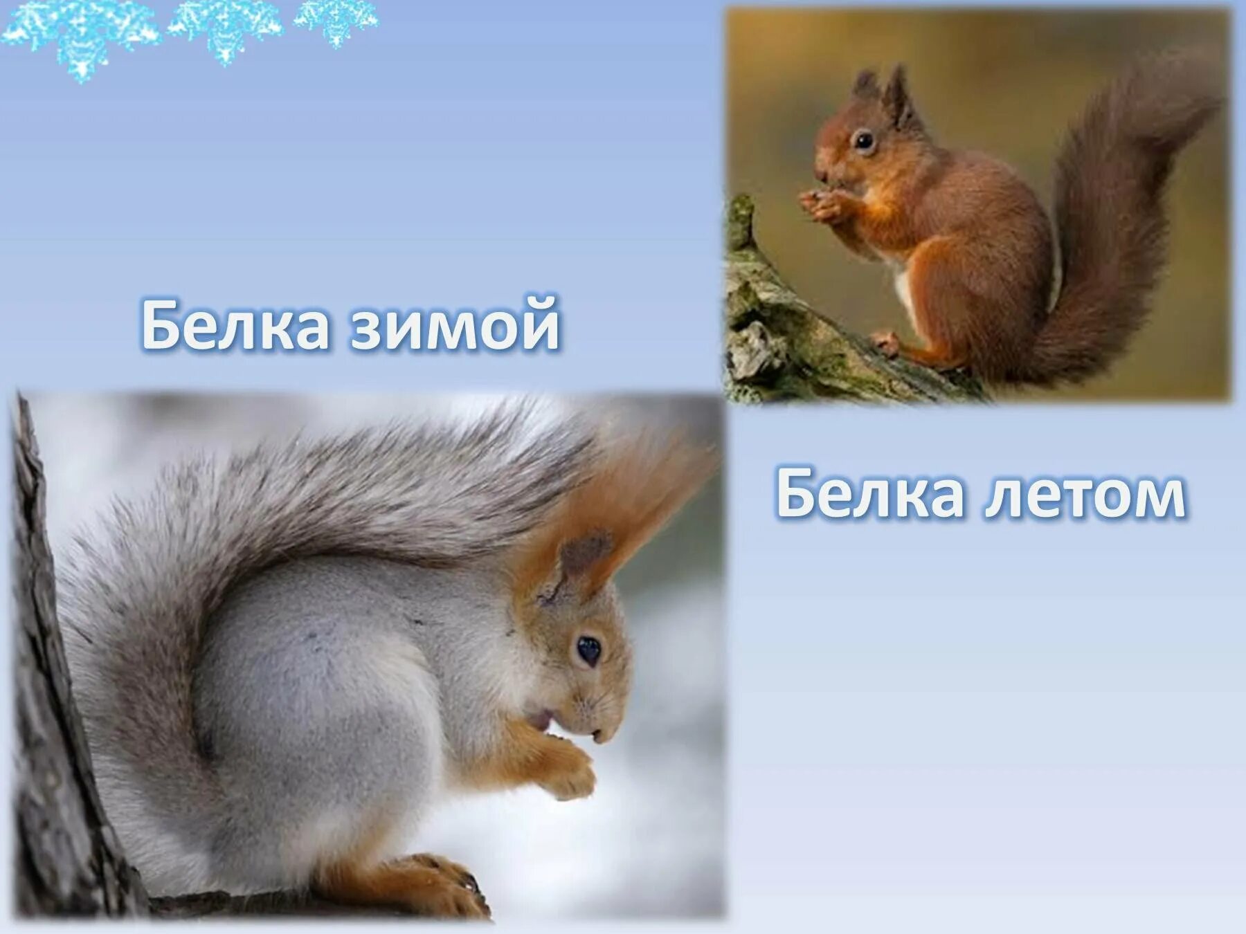 Белка зимой и летом