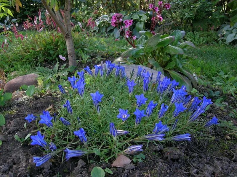 Ранние цветы на даче фото. Горечавка китайская украшенная (Gentiana sino-Ornata). Горечавка Альпийская. Горечавка многолетник. Горечавка цветок многолетний.