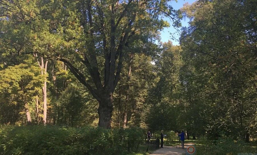 Тургенева бор. Дуб Тургенева в Спасское Лутовиново. Тургеневский дуб в Спасском-Лутовиново. Спасское-Лутовиново усадьба Тургенева дуб. Дуб Тургенева в Спасском.