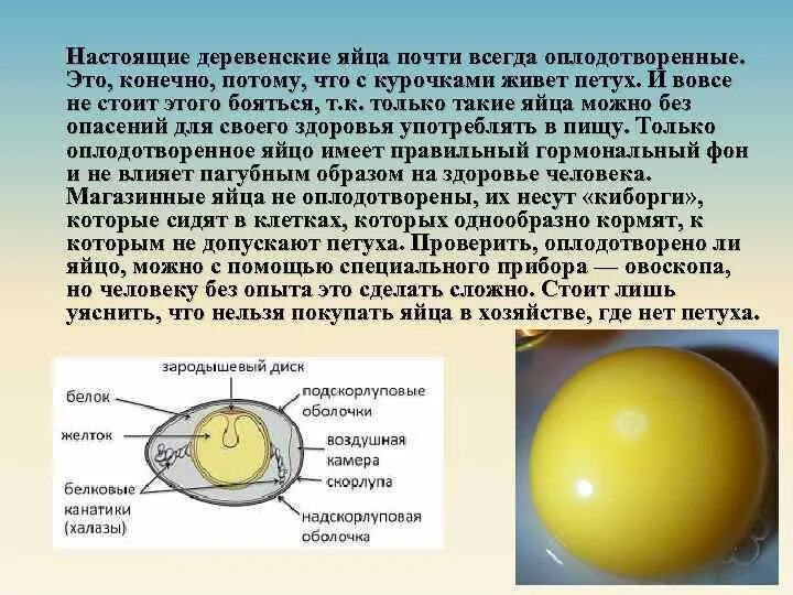 Оплодотворенное ли яйцо. Оплодотворенное куриное яйцо. Оплодотворенное яйцо курицы. Желток оплодотворённого яйца. Неоплодотворенные куриные яйца.