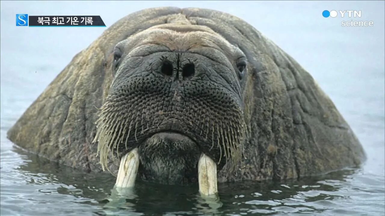 Тихоокеанский морж (Odobenus rosmarus divergens). Морж (Odobenus rosmarus). Лаптевский морж. Атлантический морж.