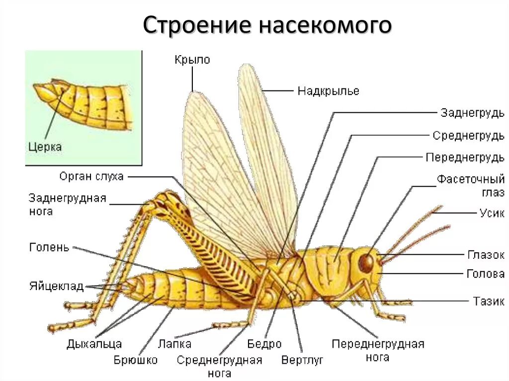 Строение тела класс насекомые. Внешнее строение кузнечика. строение тела прямокрылых. внешнее строение прямокрылых. строение туловища насекомых.