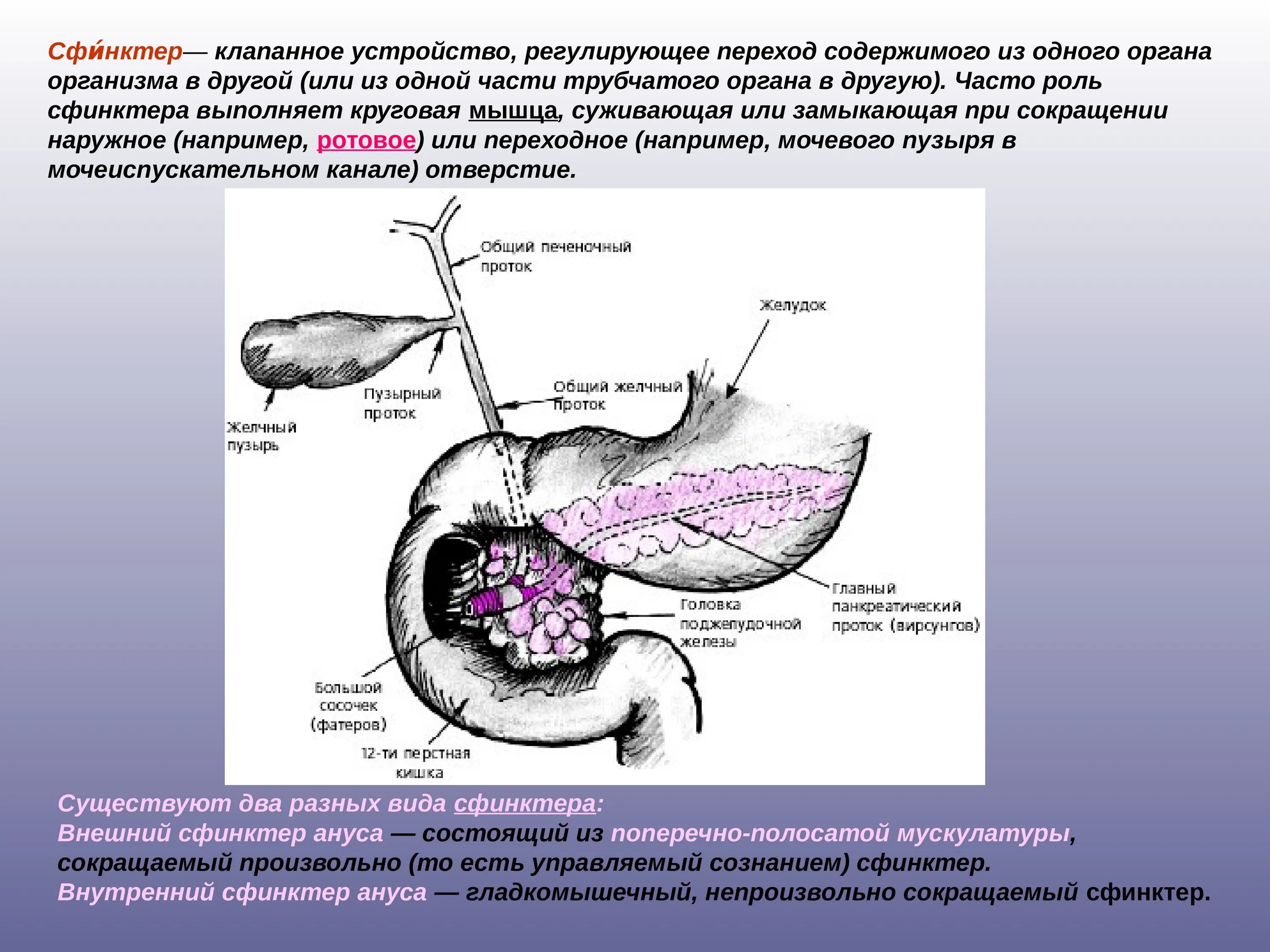 Что такое сфинктер биология 8 класс. Сфинктеры пищеварительной системы анатомия. Сколько сфинктеров