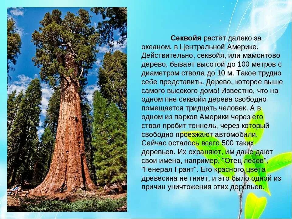 Самое большое описание