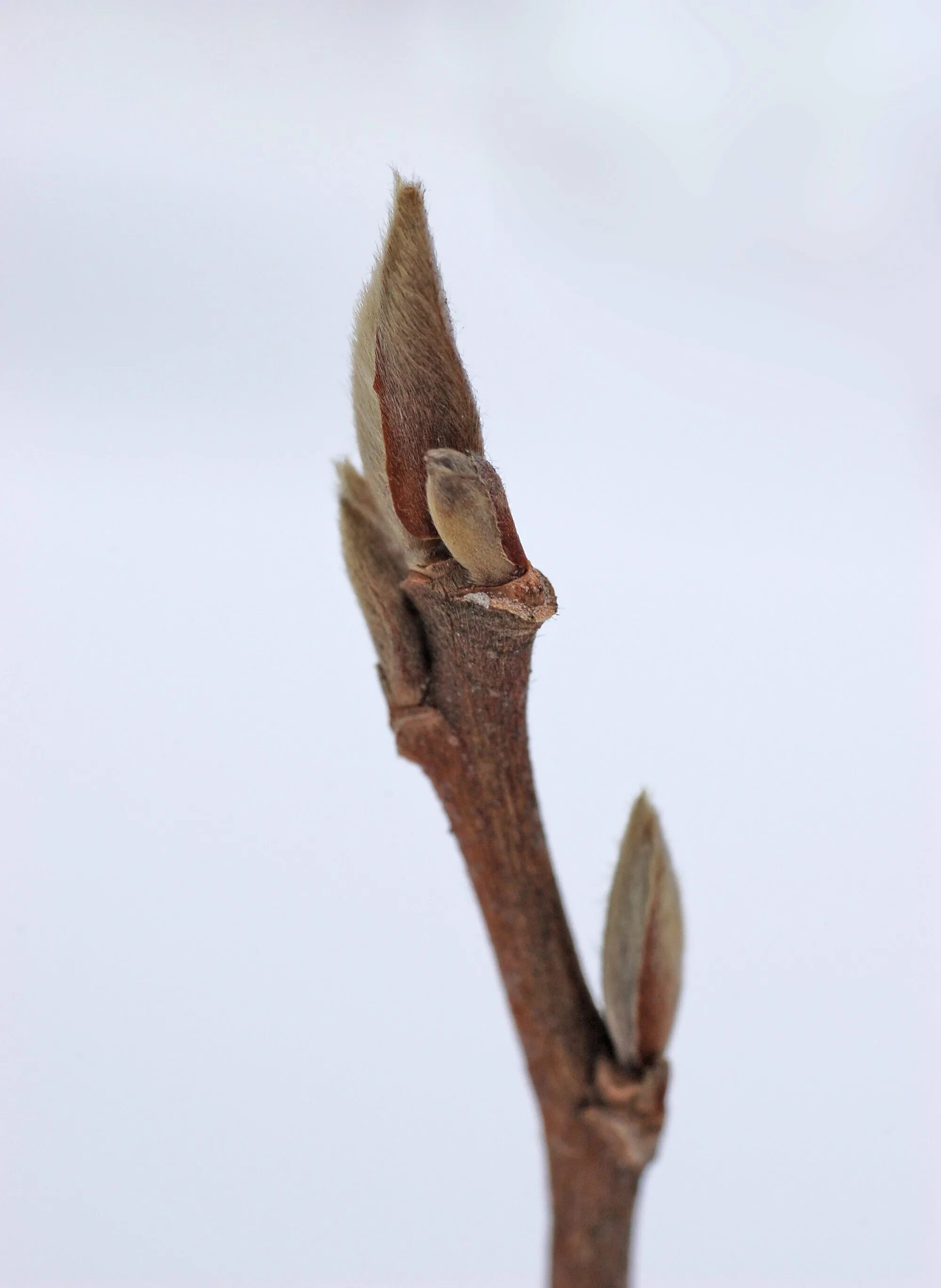Березовые бруньки. Бруньки. Береза бруньки. Березовые бруньки и березовые почки. Березовые бруньки лето.