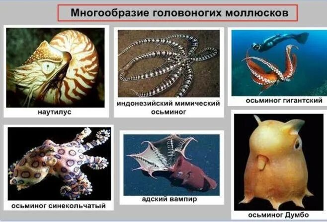 Головоногие примеры. Редуцированная раковина головоногих. класс головоногие моллюски осьминог. головоногие моллюски радула. голова ногие моллюски представители.