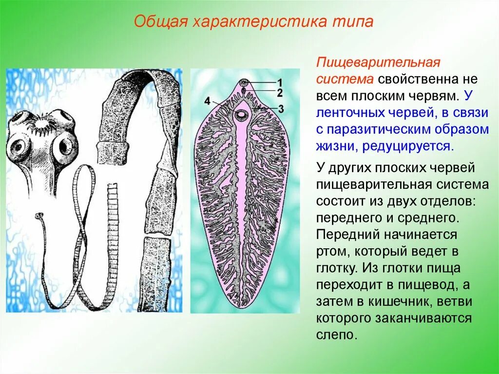 Пищеварительная система плоских червей ленточные. Ресничные черви пищеварительная. Пищеварительная система паразитических плоских червей. Плоские черви представители пищеварительная система. Назвать плоских червей
