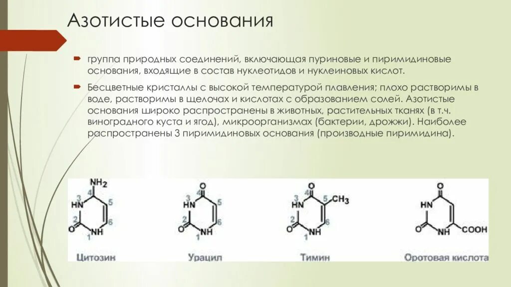 Структура пуриновых азотистых оснований. Азотистые основания ДНК формулы. Строение ДНК пуриновое основание. Пуриновые и пиримидиновые основания связи.