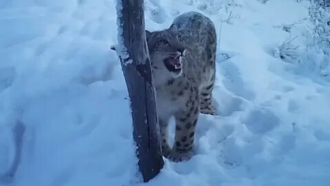 Ледовые барсы могучие камелоты