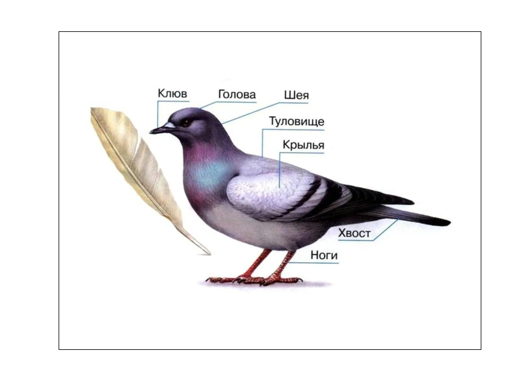 Строение птицы схема 1 кл. Строение птицы 1 класс задание. Строение птицы для дошкольников. Части тела птицы.